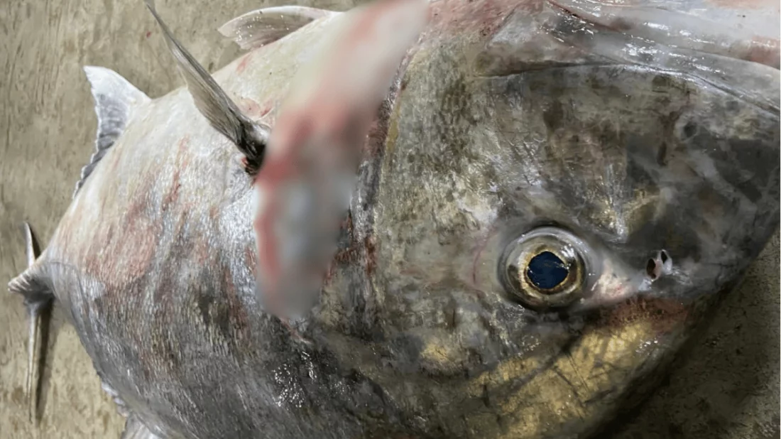 কুয়াকাটায় ধরা পড়ল ৩০ কেজির ওজনের ট্রেভ্যালি ফিশ